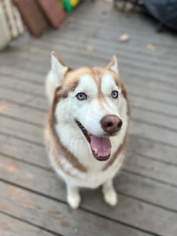 A photo of Maverick