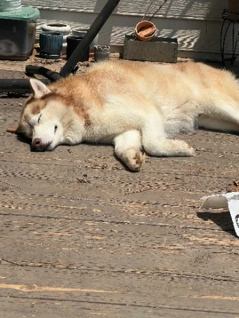 Maverick, the sweet husky